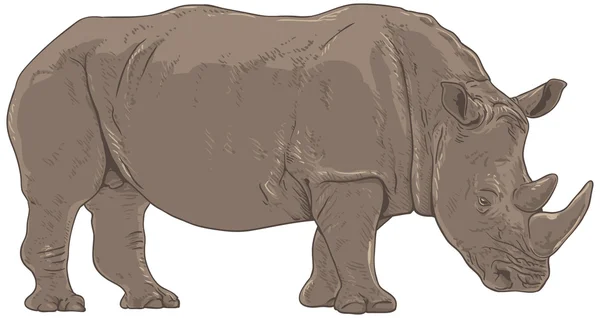 Rhino Illustration — Stock Vector