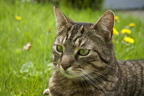 House Cat Portrait — Stock Photo, Image