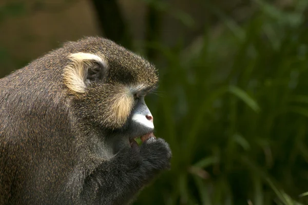 Portrait de singe moustachu — Photo