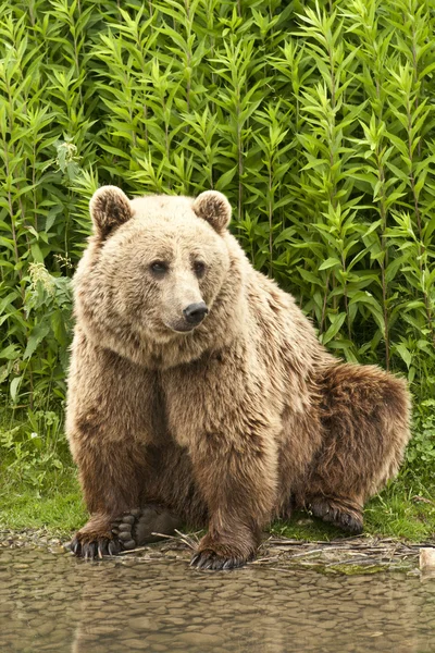 Kodiak ayı — Stok fotoğraf