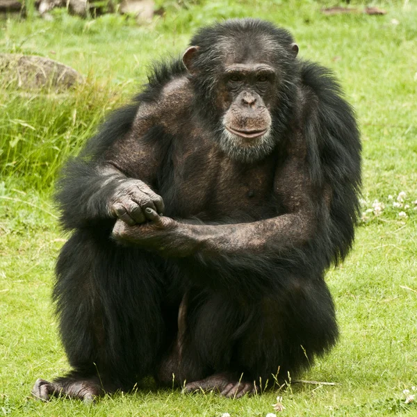 Chimpancé macho — Foto de Stock