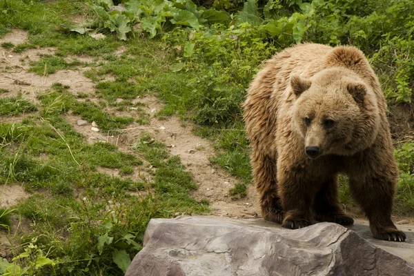 Niedźwiedź Kodiak — Zdjęcie stockowe
