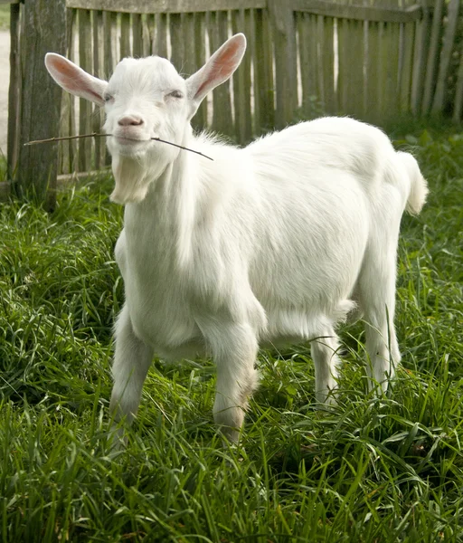 Cute white goat yeanling — Stock Photo, Image