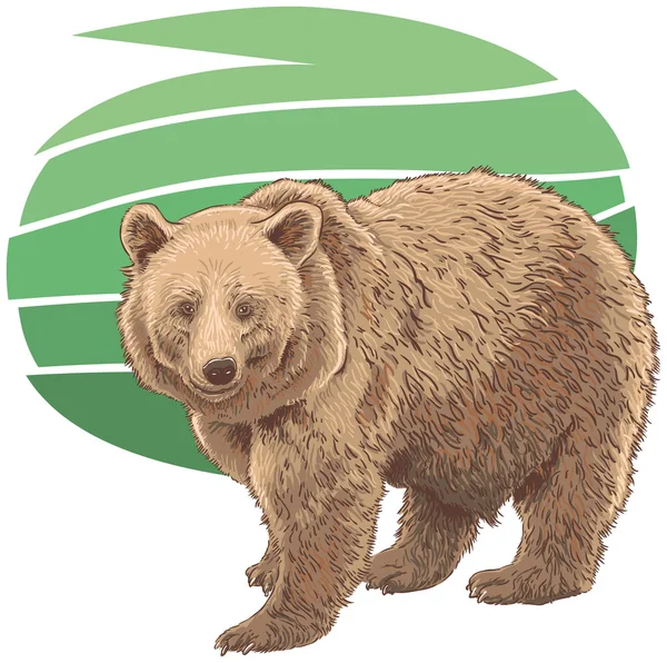 Urso Kodiak. —  Vetores de Stock