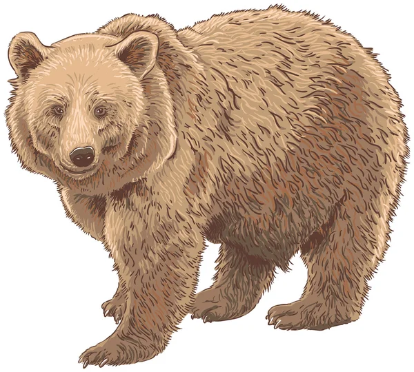 Urso Kodiak. —  Vetores de Stock