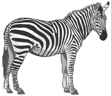 illüstrasyon izole zebra