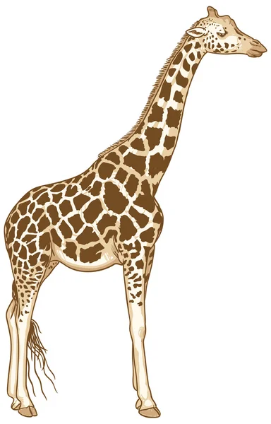 Ilustrație Vectorială Girafă Izolată — Vector de stoc