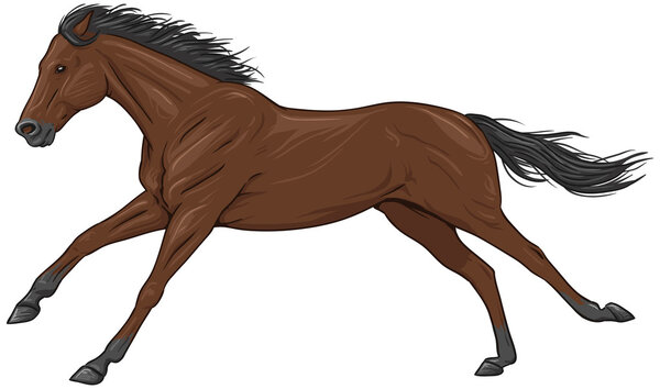 Изолированная скачущая коричневая лошадь
