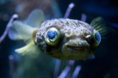 uzun boyun porcupinefish