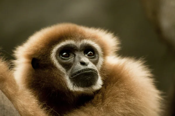 Gibbon à mains blanches — Photo