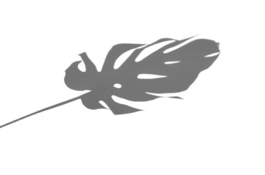 Canavar yaprağı gölgesi.