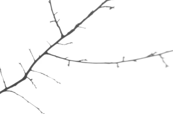Tree Branch Shadow Overlay — Stock Photo, Image
