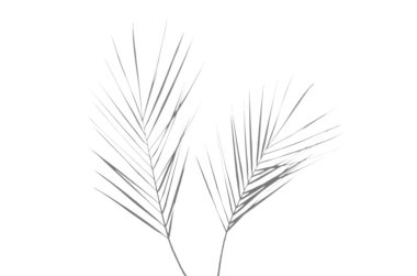 Palmiye yaprakları gölgelik.