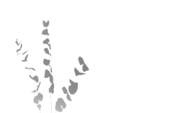 Sobreposição Sombra Ramos Eucalipto — Fotografia de Stock