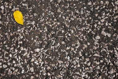 Asfalt üzerinde sarı yaprak
