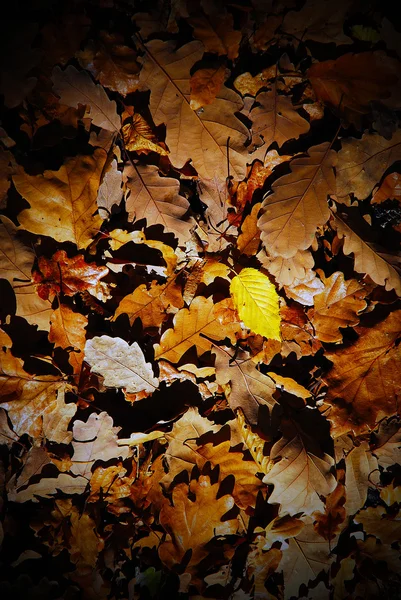 Textur der Herbstblätter — Stockfoto