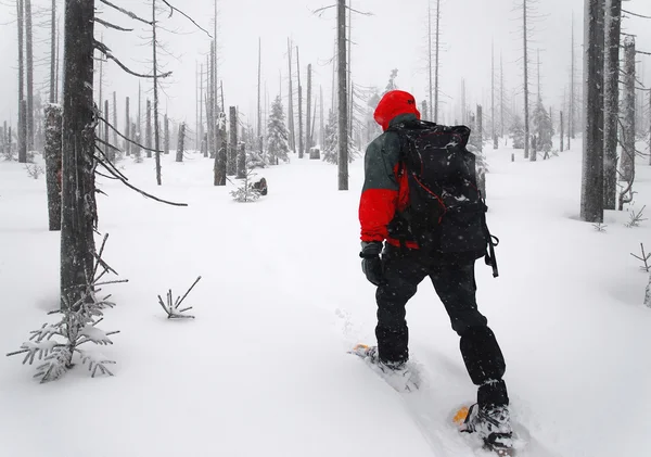 Homem atravessa a floresta em sapatos de neve — Fotografia de Stock