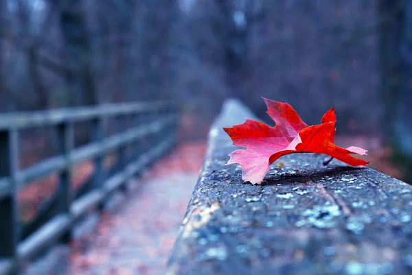 Rotes Herbstblatt auf alter Holzbrücke — Stockfoto