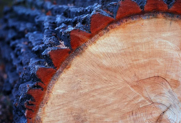 Cut oak trunk — Stock Photo, Image