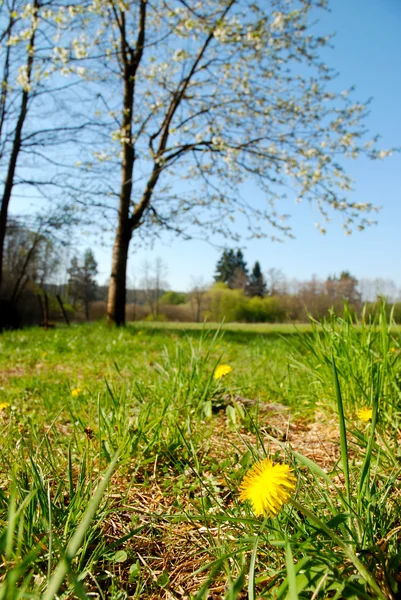 春天盛开的蒲公英 — 图库照片