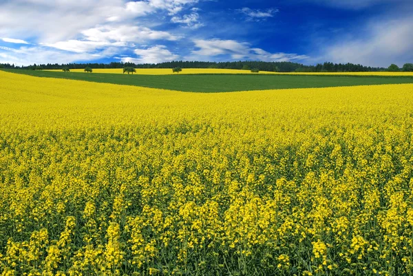 Field of oilseed rape — Stock Photo, Image