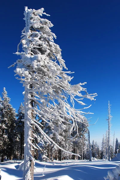 Деревья, покрытые снегом — стоковое фото