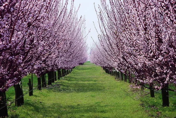 Boomgaard met bloeiende bomen — Stockfoto