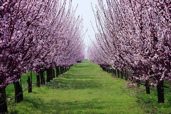 orchard with flowering trees