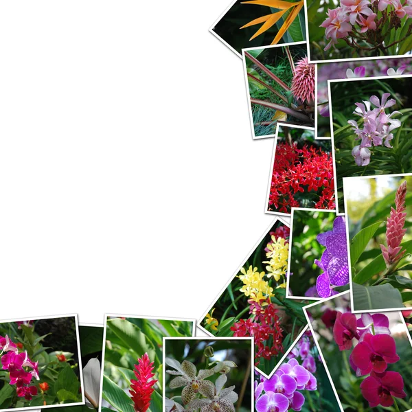 Frame from flowers photos — Stock Photo, Image