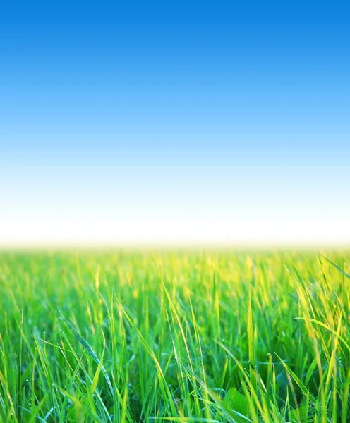 Blue sky with grass — Stock Photo, Image