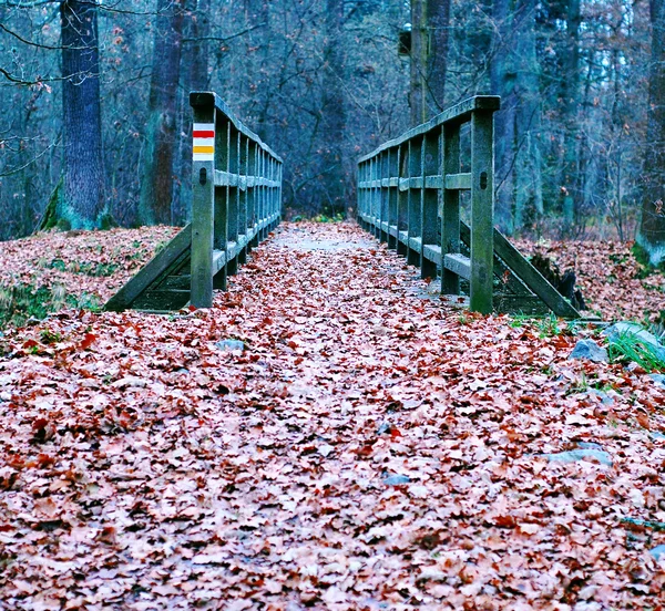 Path covered with leaves — Stock Photo, Image