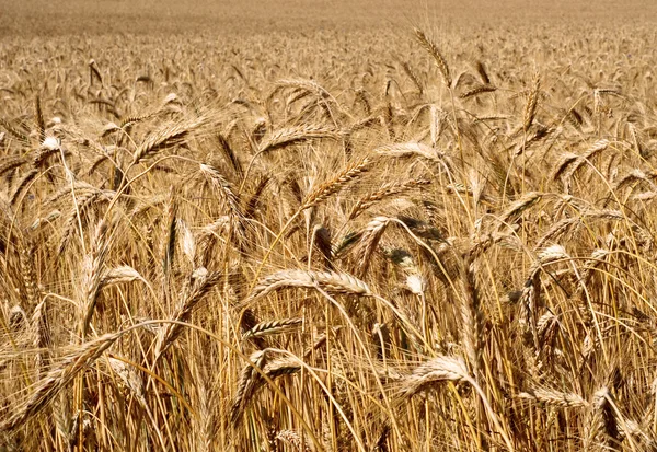 Ripe ears of grain Stock Photo