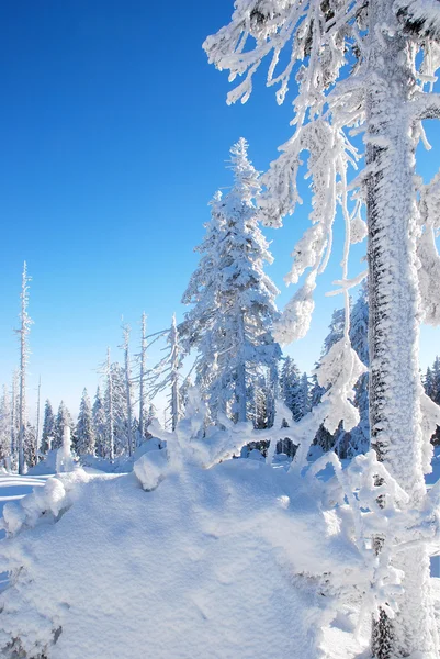 雪でコーティングされた木 — ストック写真