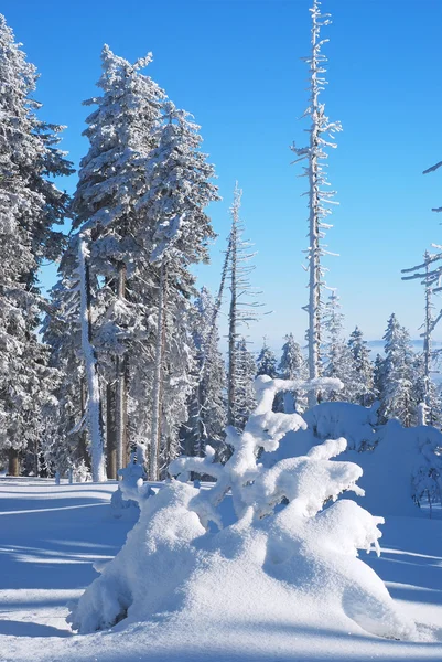 Bäume mit Schnee bedeckt — Stockfoto