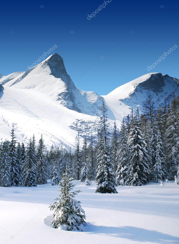 trees coated with snow and high snowy mountains