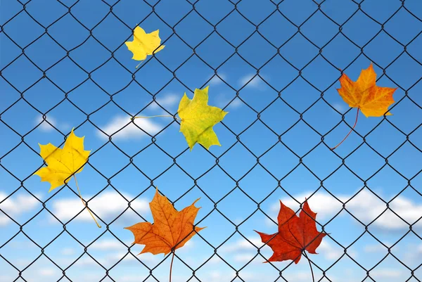 Autumn leaf on a fence — Stock Photo, Image