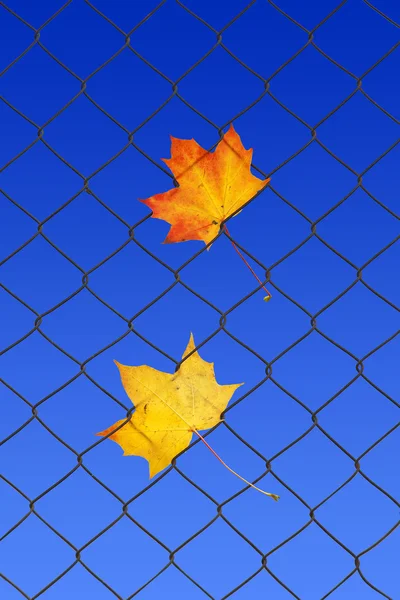 Autumn leaf on a fence — Stock Photo, Image