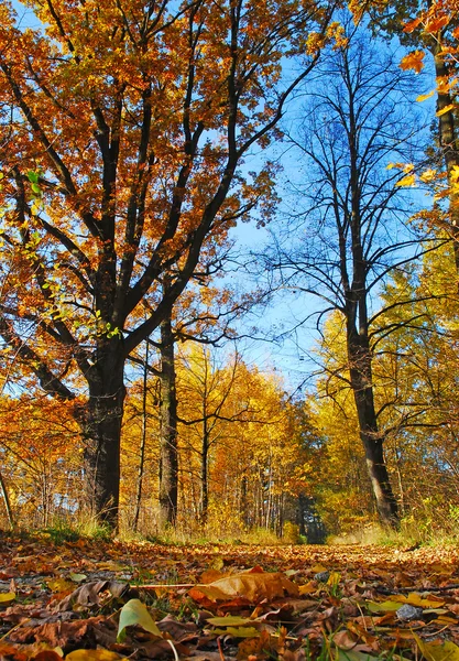 Herfst kleuren onder de blauwe hemel — Stockfoto