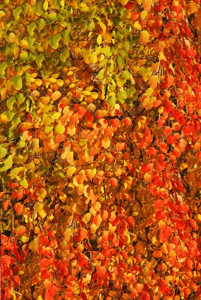 Herbst Farben Hintergrund — Stockfoto