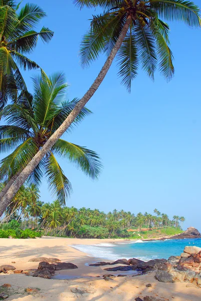 椰子棕榈树海滩 — 图库照片
