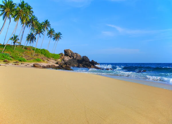 Strand met coconut palmbomen — Stockfoto