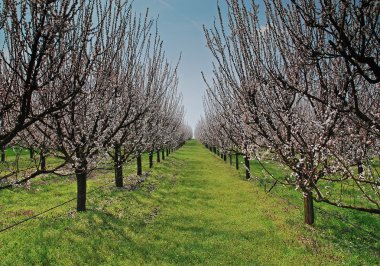 Çiçek açan ağaçlarla dolu bir bahçe.