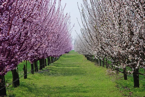 Pomar com árvores floridas — Fotografia de Stock
