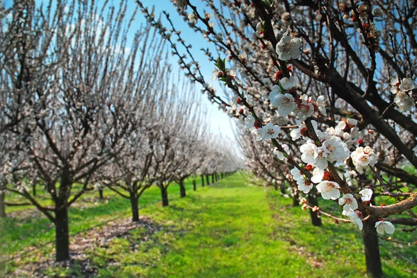 Orchard with flowering trees — Stock Photo, Image