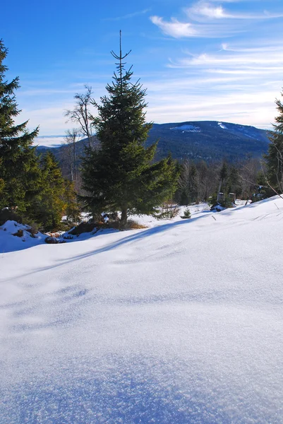 Kar ile kaplı ağaçlar — Stok fotoğraf