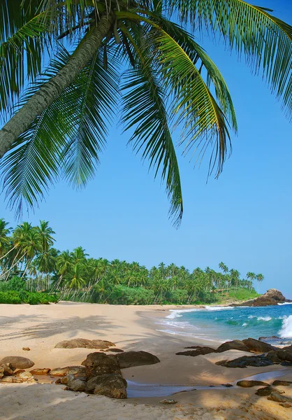 Praia com coqueiros — Fotografia de Stock