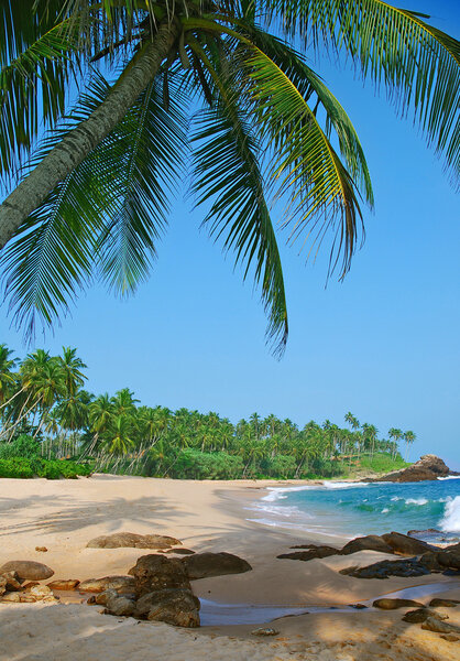 beach with coconut palm trees