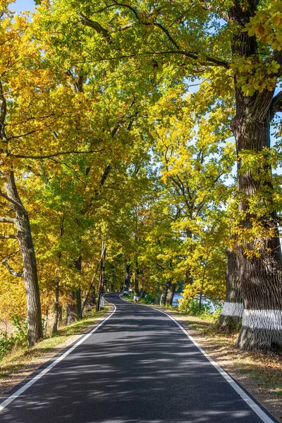 Gekleurde Herfstboom Weg Bedekt Met Kleurrijke Herfstbladeren — Stockfoto