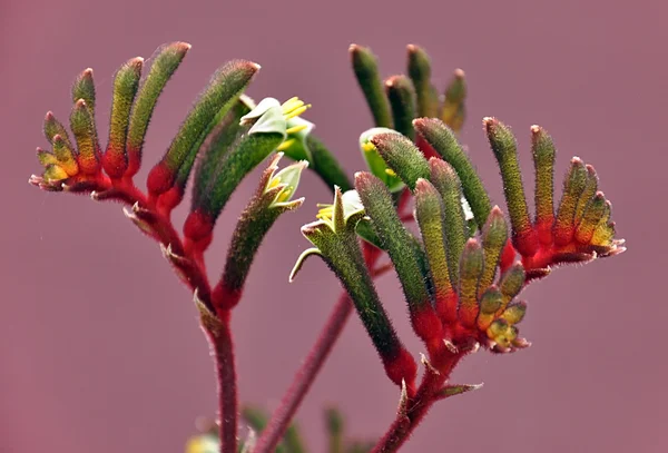 Australský klokan červený & zelená Paw květ — Stock fotografie