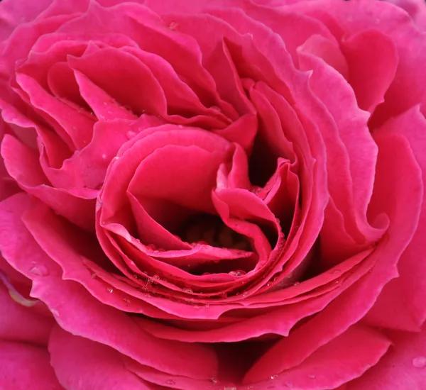 Rosa doce rosa em flor cheia Close-up após a chuva — Fotografia de Stock